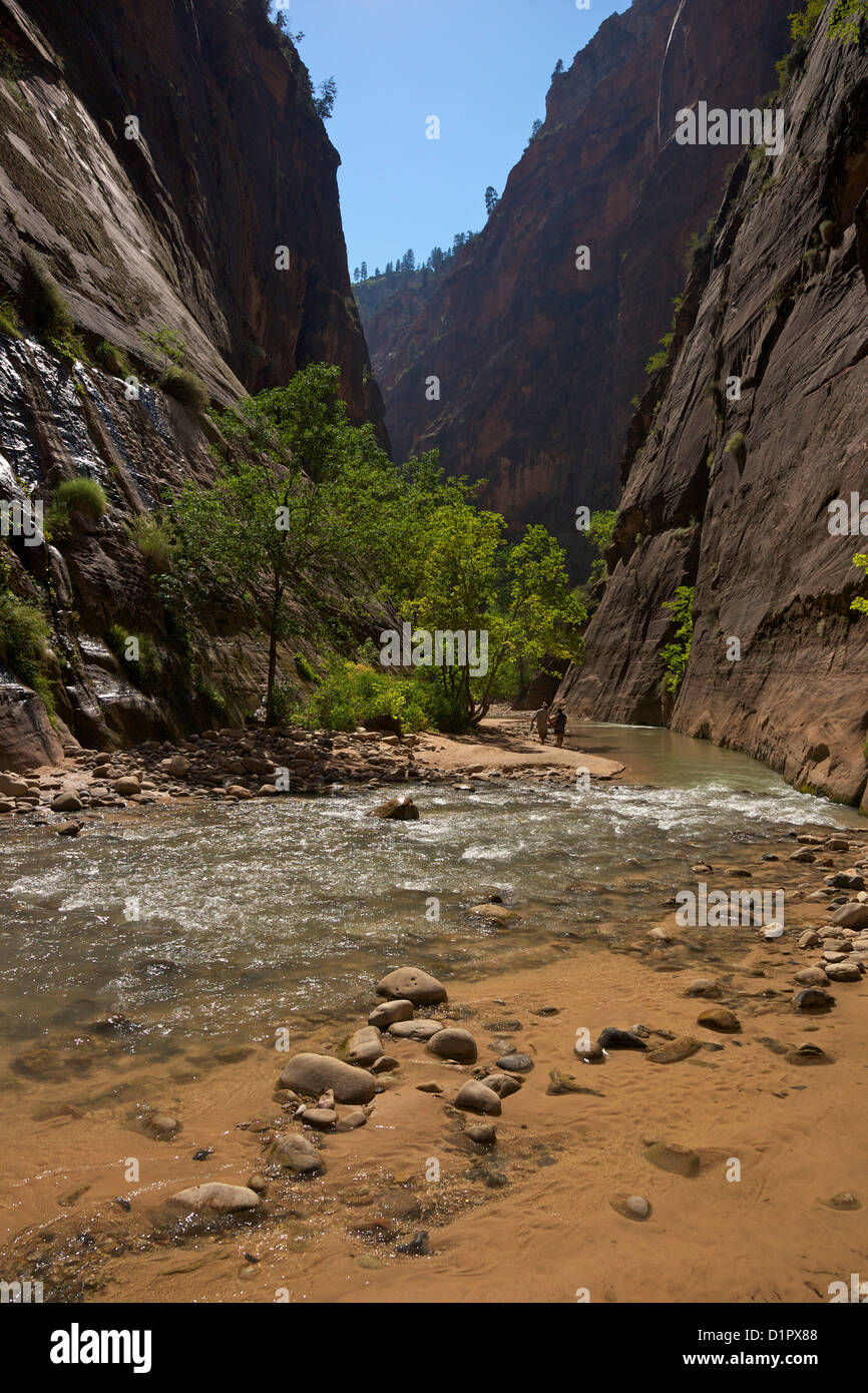 Riverside Walk in Virgin River Canyon, north of Temple of Sinawava, Zion National Park, Utah, USA Stock Photo