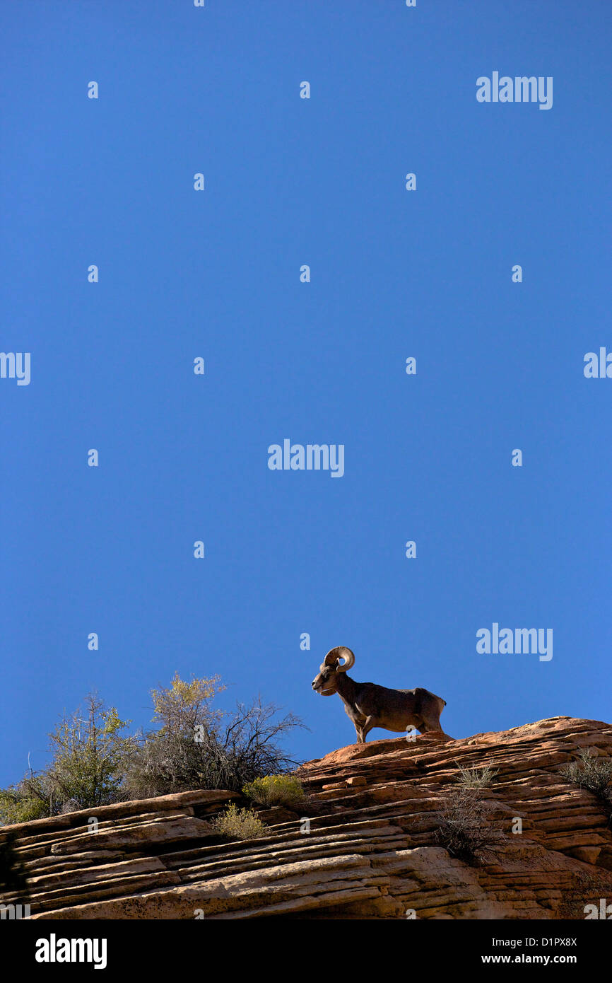 Zion mount carmel highway hires stock photography and images Alamy