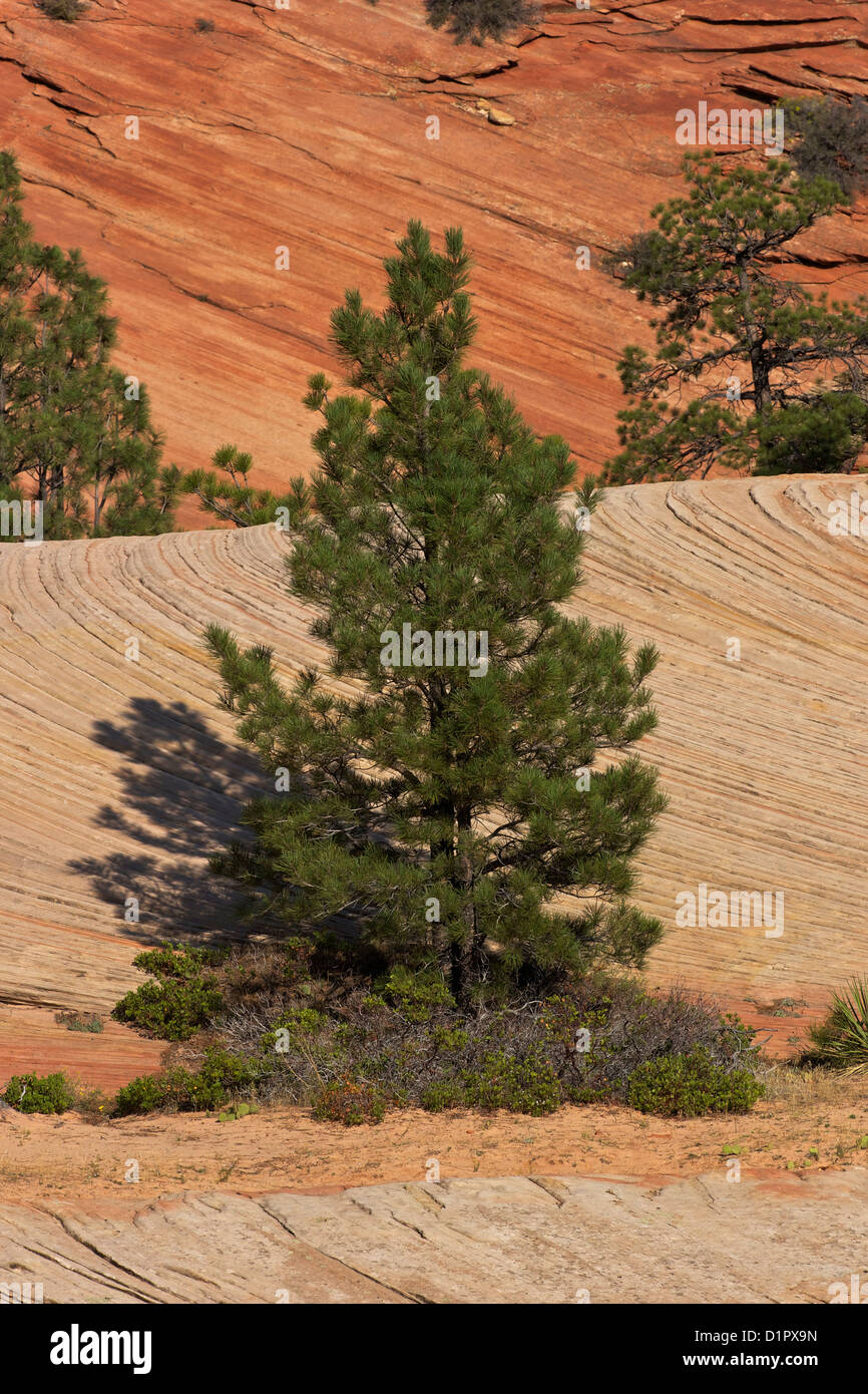 Ponderosa Pine, Zion-Mount Carmel Highway, Zion National Park, Utah, USA Stock Photo