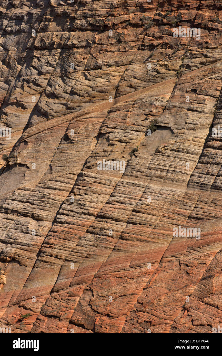 Checkerboard Mesa, made of Navajo Sandstone, Zion National Park, Utah
