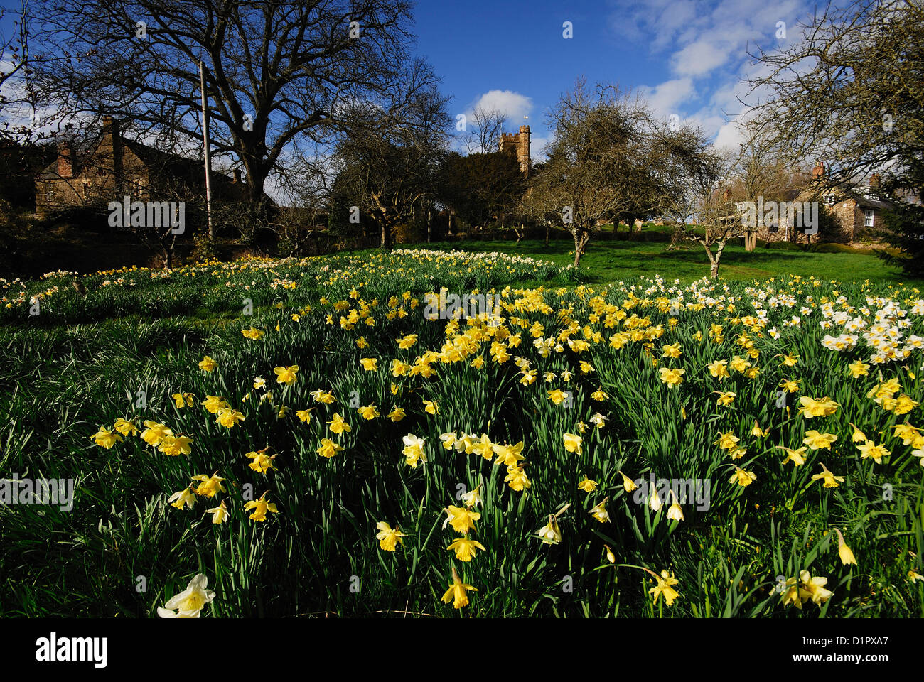 A village scene with daffodils in the foreground UK Stock Photo
