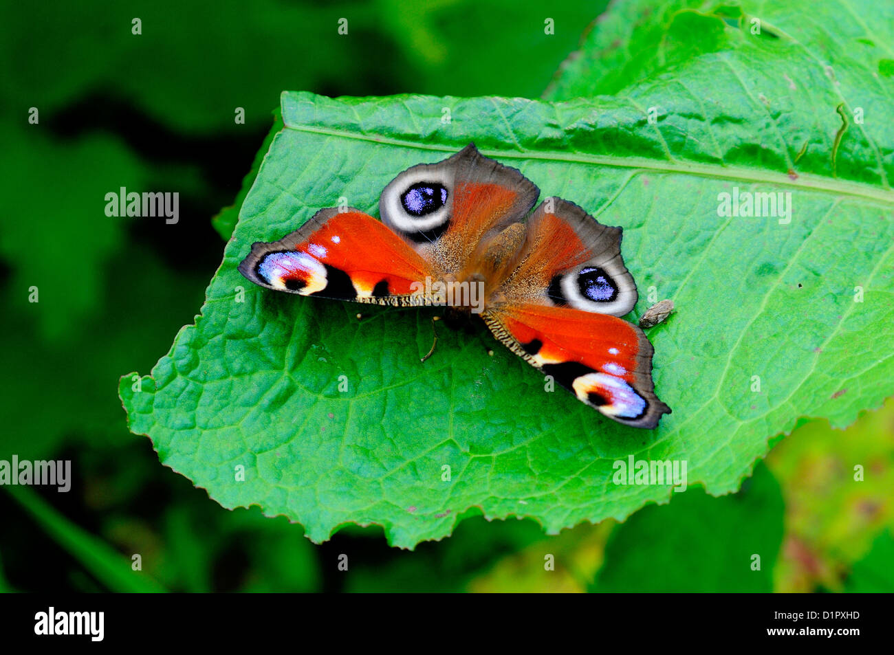 A peacock butterfly on a dock leaf UK Stock Photo - Alamy