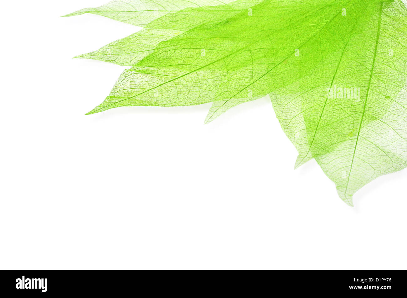 Green transperent leaves isolated on white with copy space Stock Photo