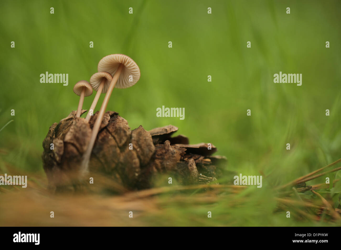 Clustered Pine Cone Bonnet mushrooms (Mycena seynii) growing by a fallen pinecone. Stock Photo