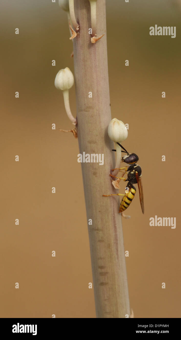 An adult female worker wasp Polistes sp. on a plant's stem. Stock Photo