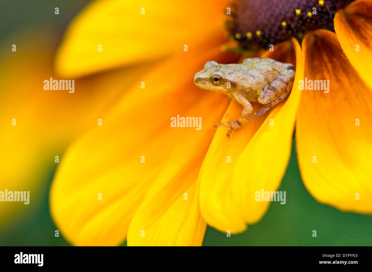 Spring peeper (Hyla crucifer) perched on black-eyed susan in flower garden Ontario, Canada Stock Photo