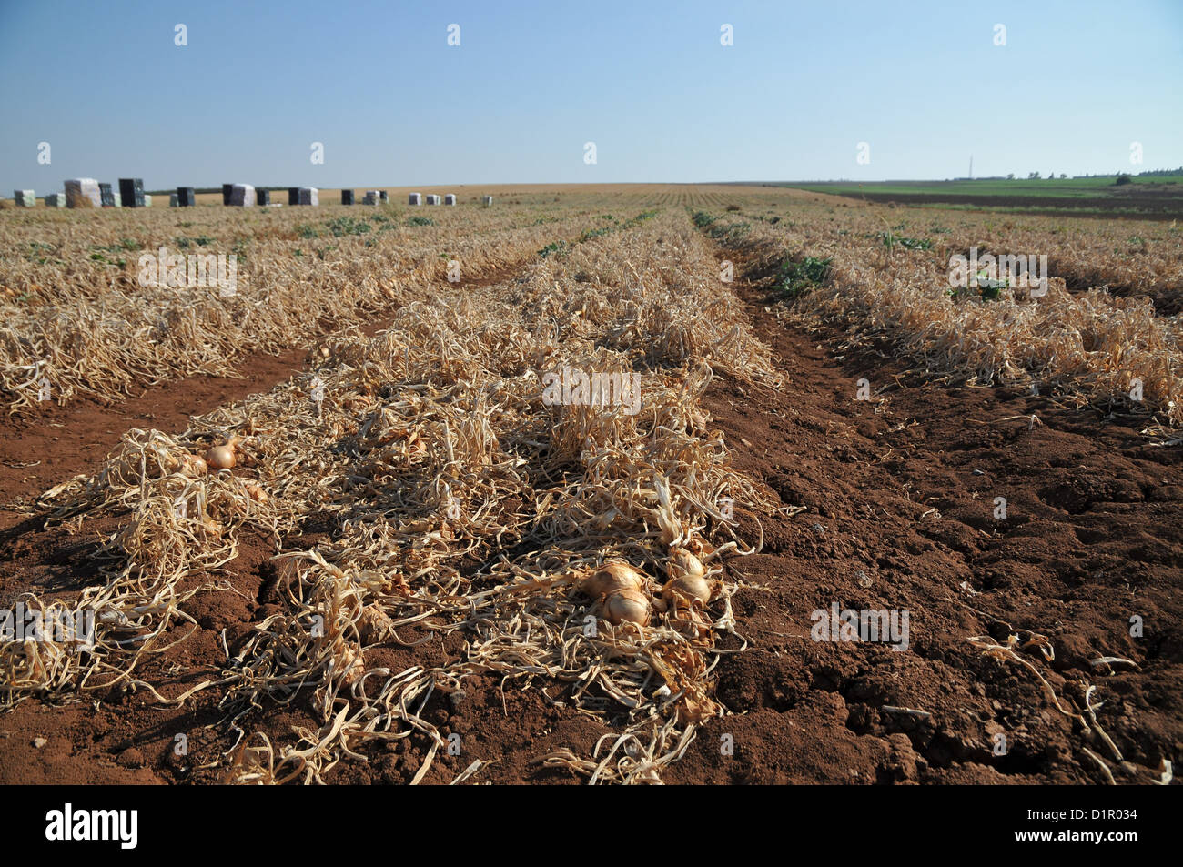 Onion Field at harvest. Photographed in Israel, Golan Heights Stock