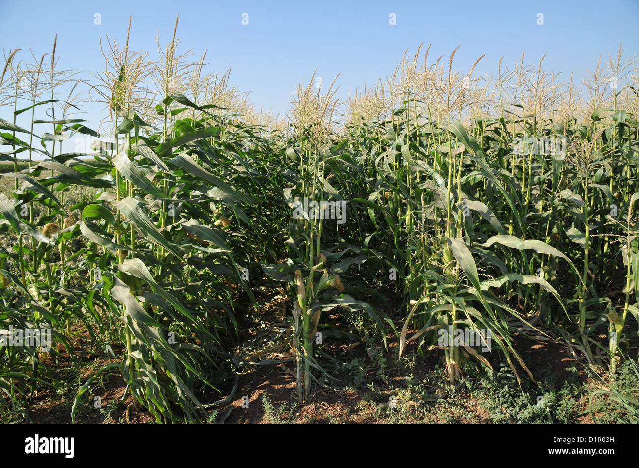 Corn field ready for harvest. Photographed in Israel, Golan Heights