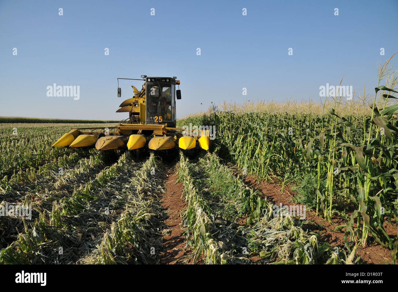 A John Deere Corn picker in a corn field ready for harvesting