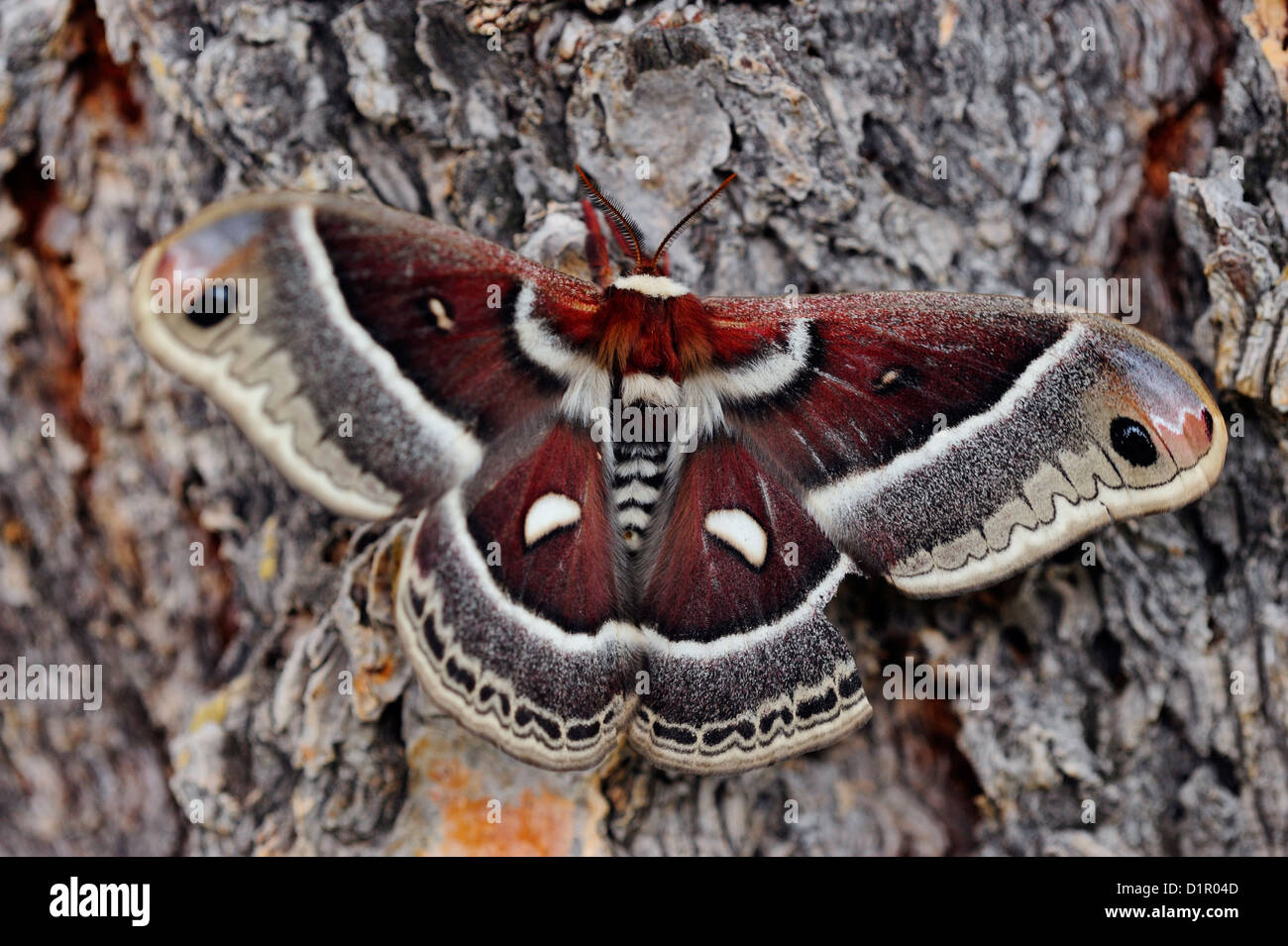 Cecropia moth hi-res stock photography and images - Alamy