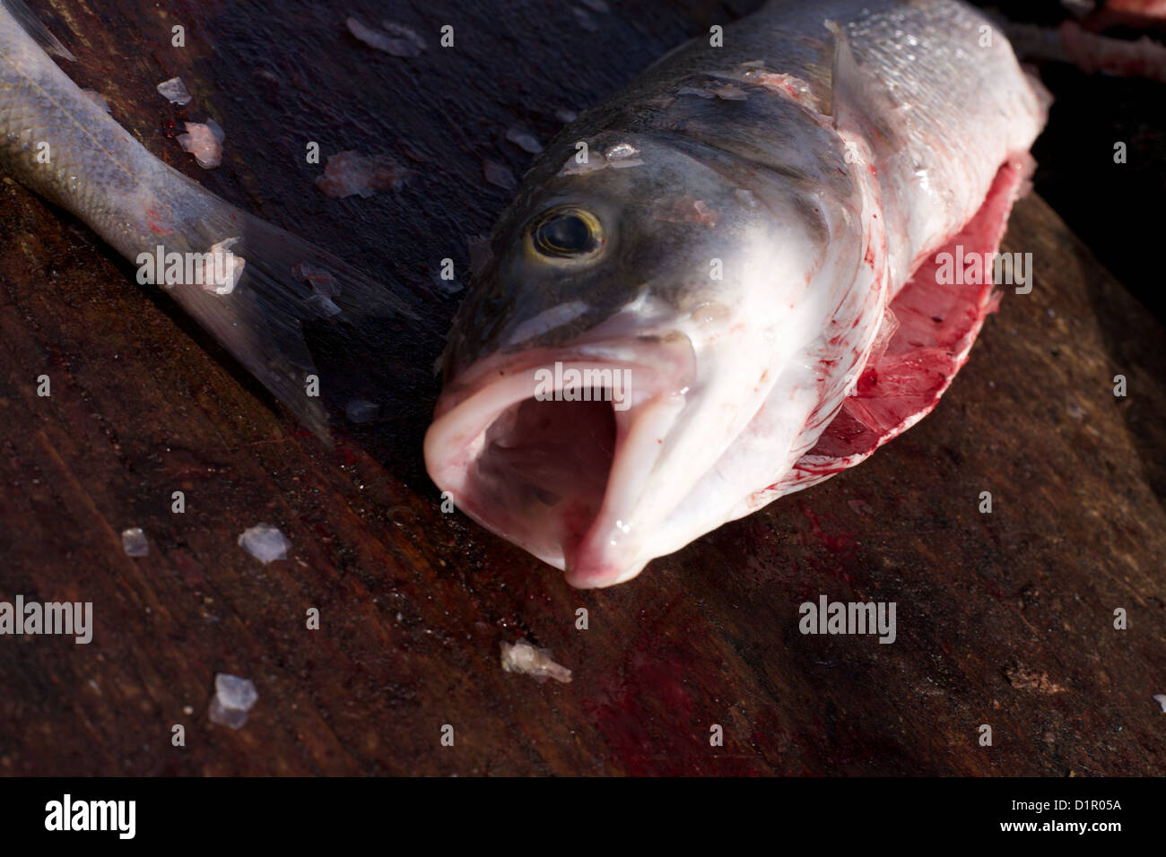 Sea bass being gutted on board fishing boat Stock Photo