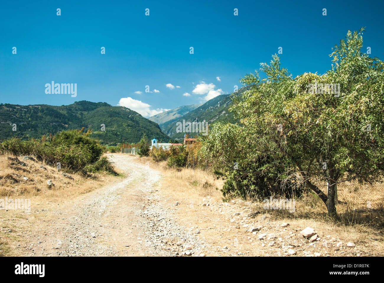 Green Olive trees at Greece country side Stock Photo