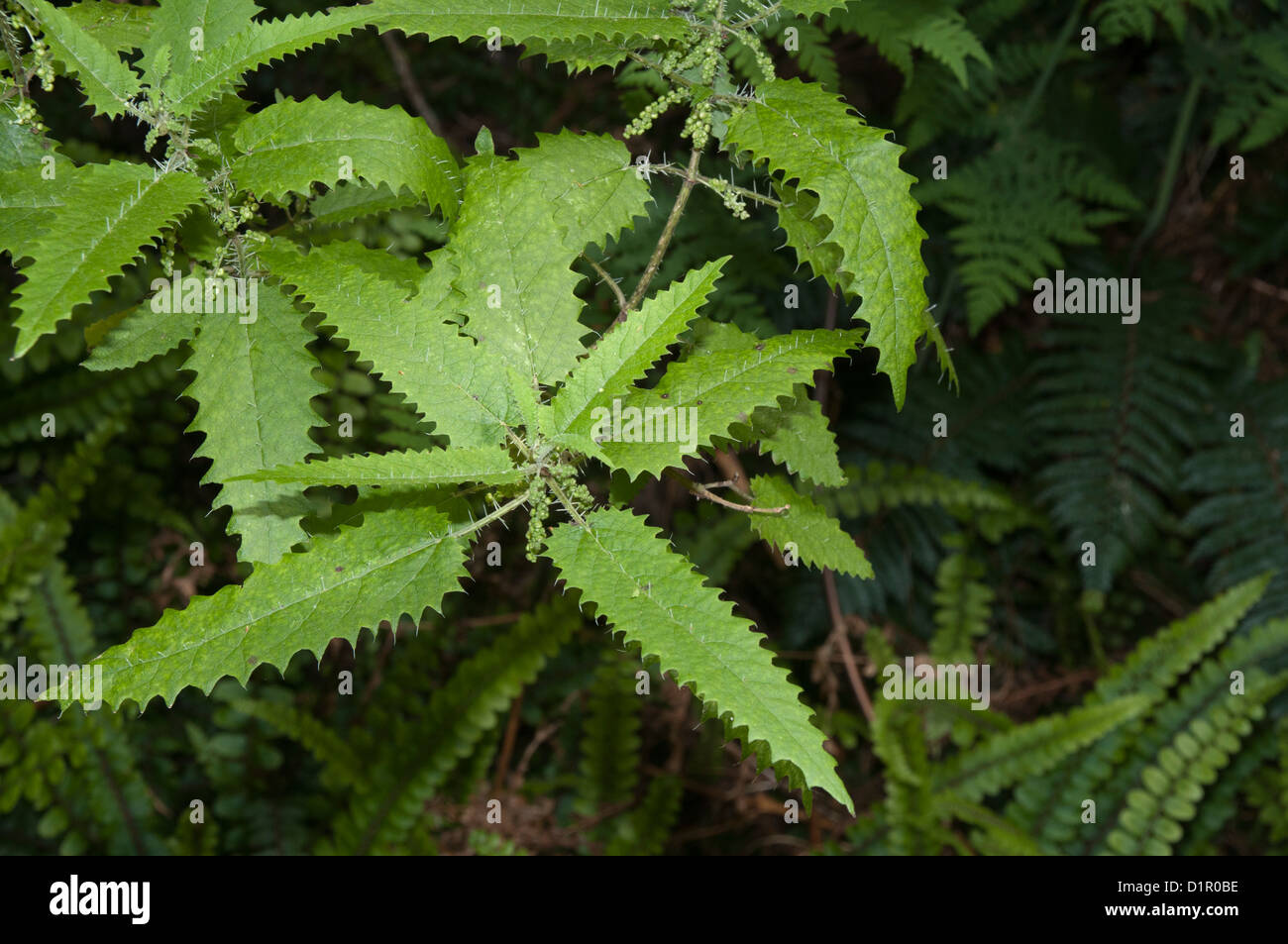 Ongaonga which can seriously poison humans is growing in the mainland