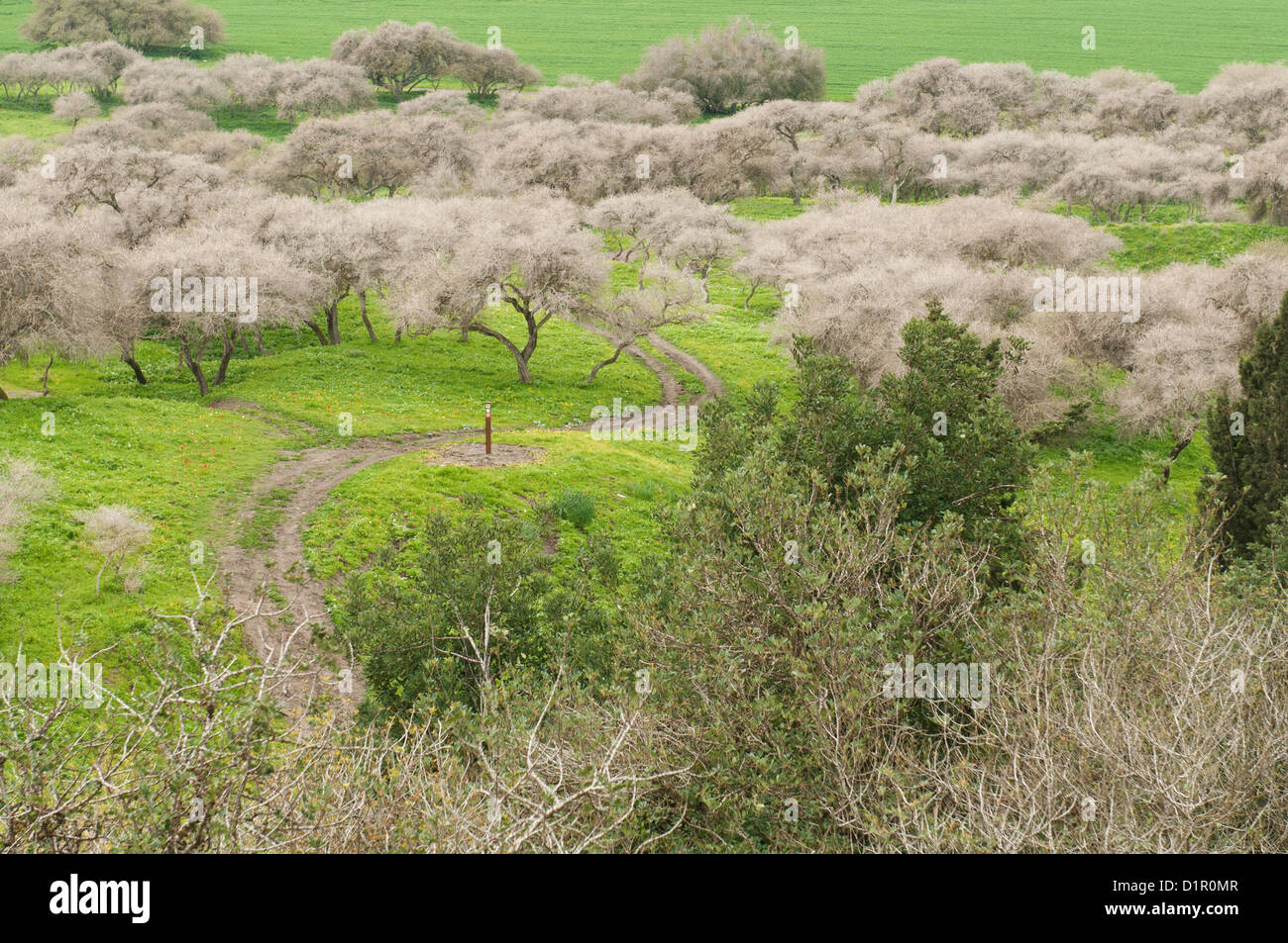 Israel, Jezreel Valley, Stock Photo