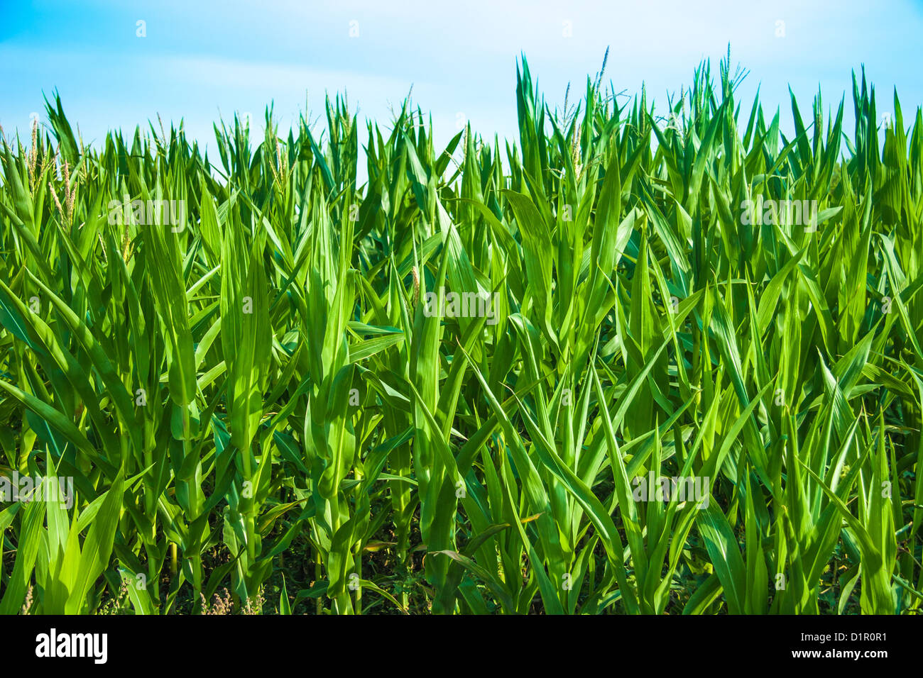 Summer landscape with green grass and clouds Stock Photo - Alamy