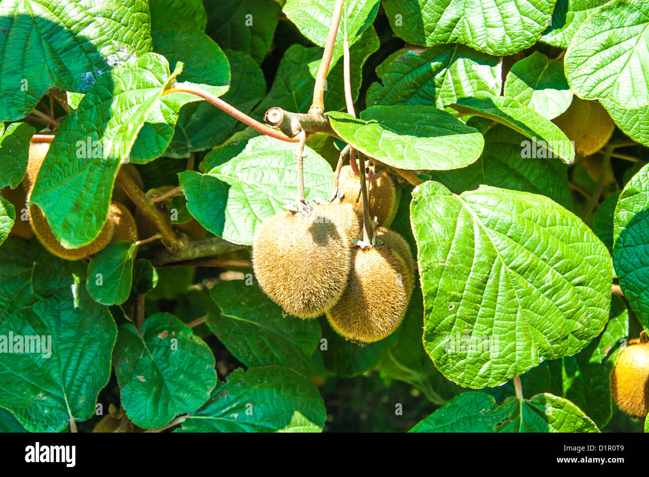 Kiwi farm hi-res stock photography and images - Alamy