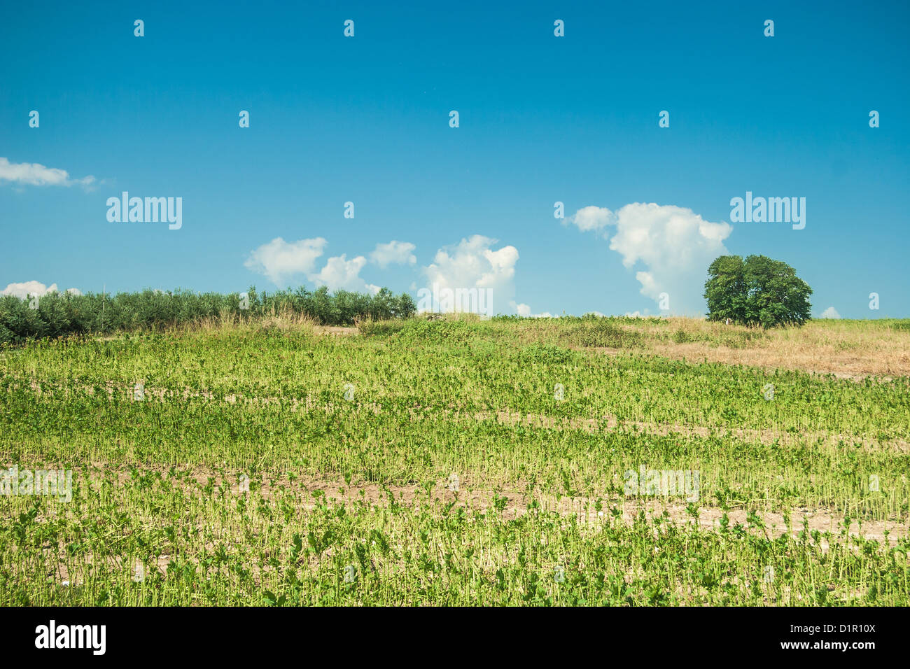 Summer landscape with green grass and clouds Stock Photo - Alamy