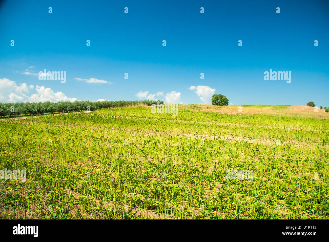 Summer landscape with green grass and clouds Stock Photo - Alamy