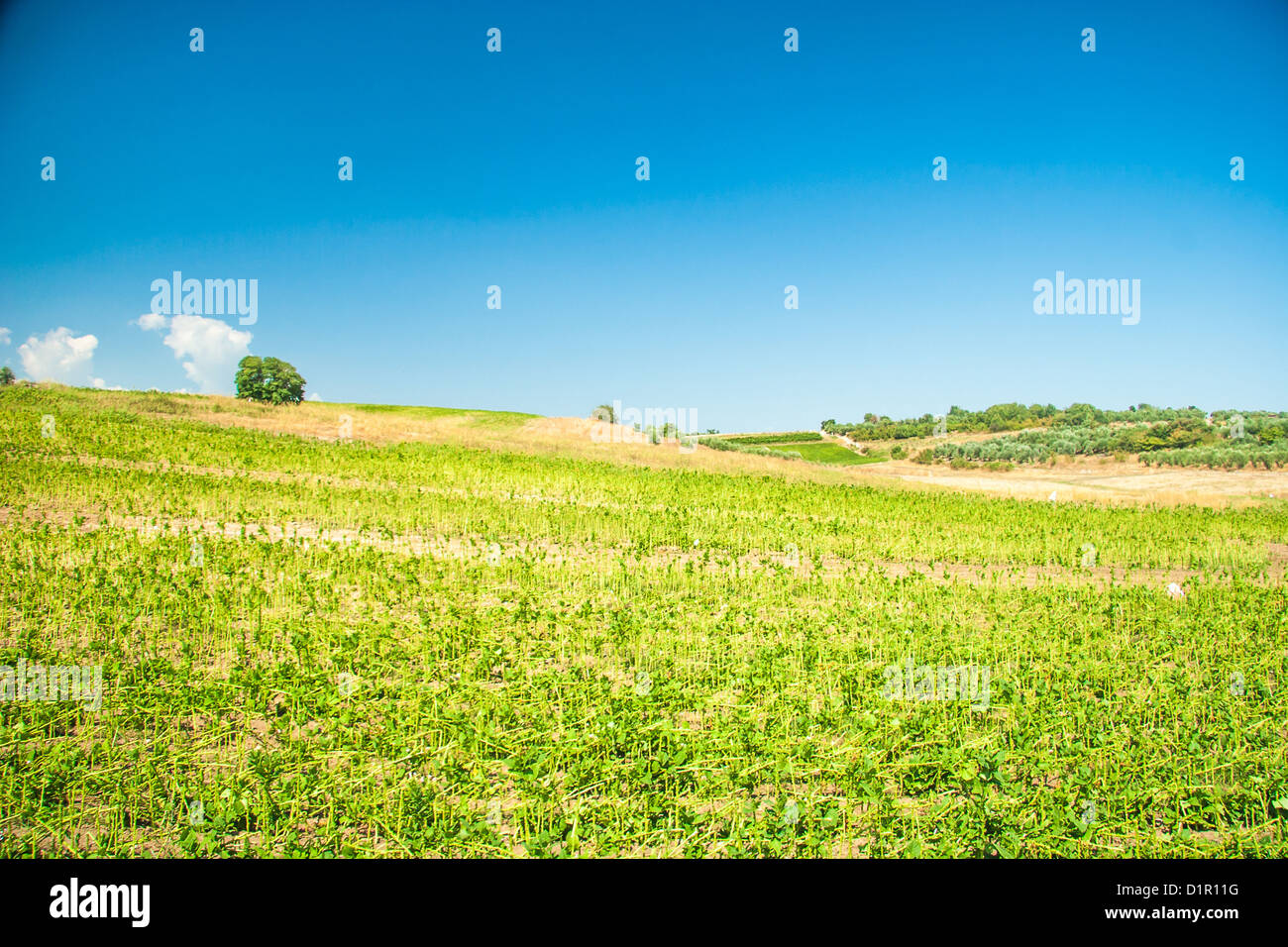 Summer landscape with green grass and clouds Stock Photo - Alamy
