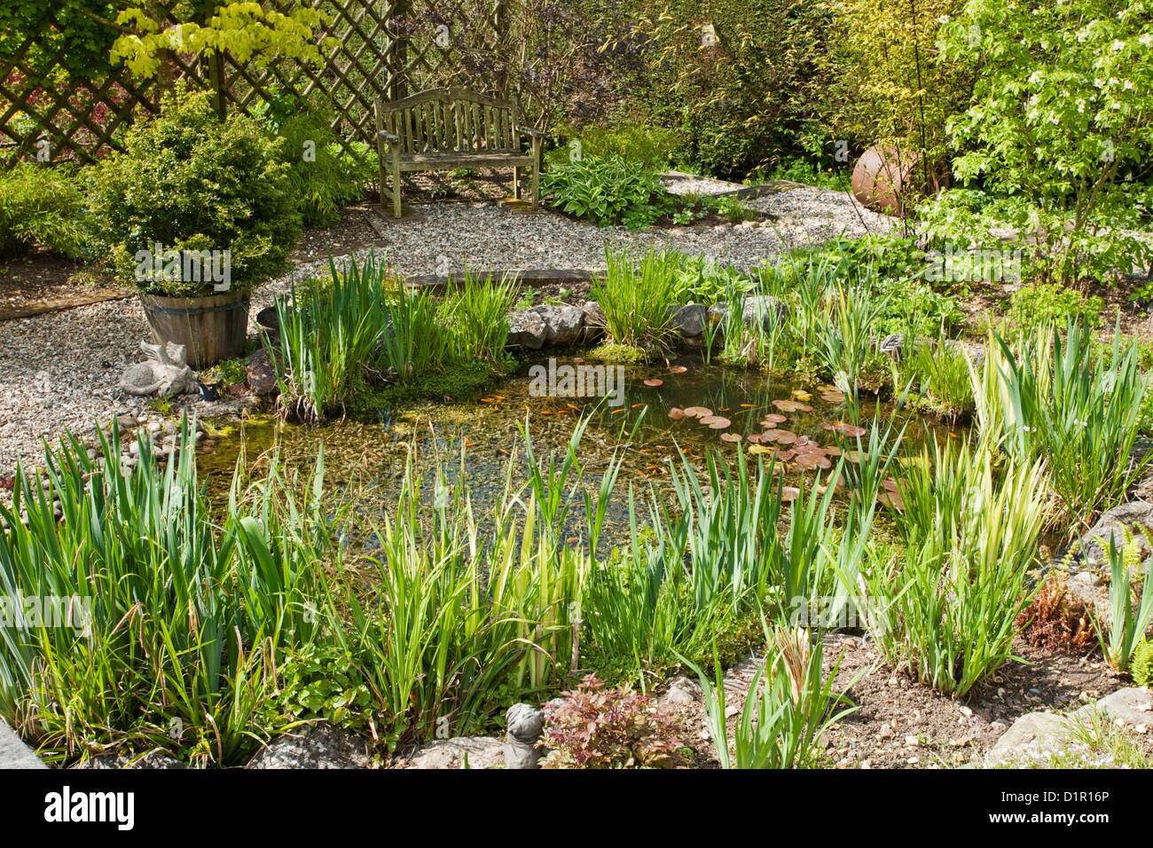 Mature landscaped garden pond in the spring sunshine, Uk Stock Photo
