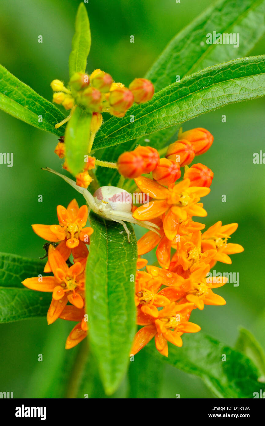 Goldenrod spider (Misumena vatia) on milkweed, Greater Sudbury , Ontario, Canada Stock Photo