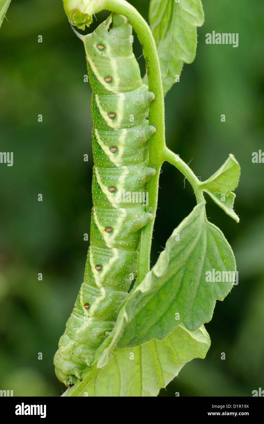 can dogs eat tomato worms