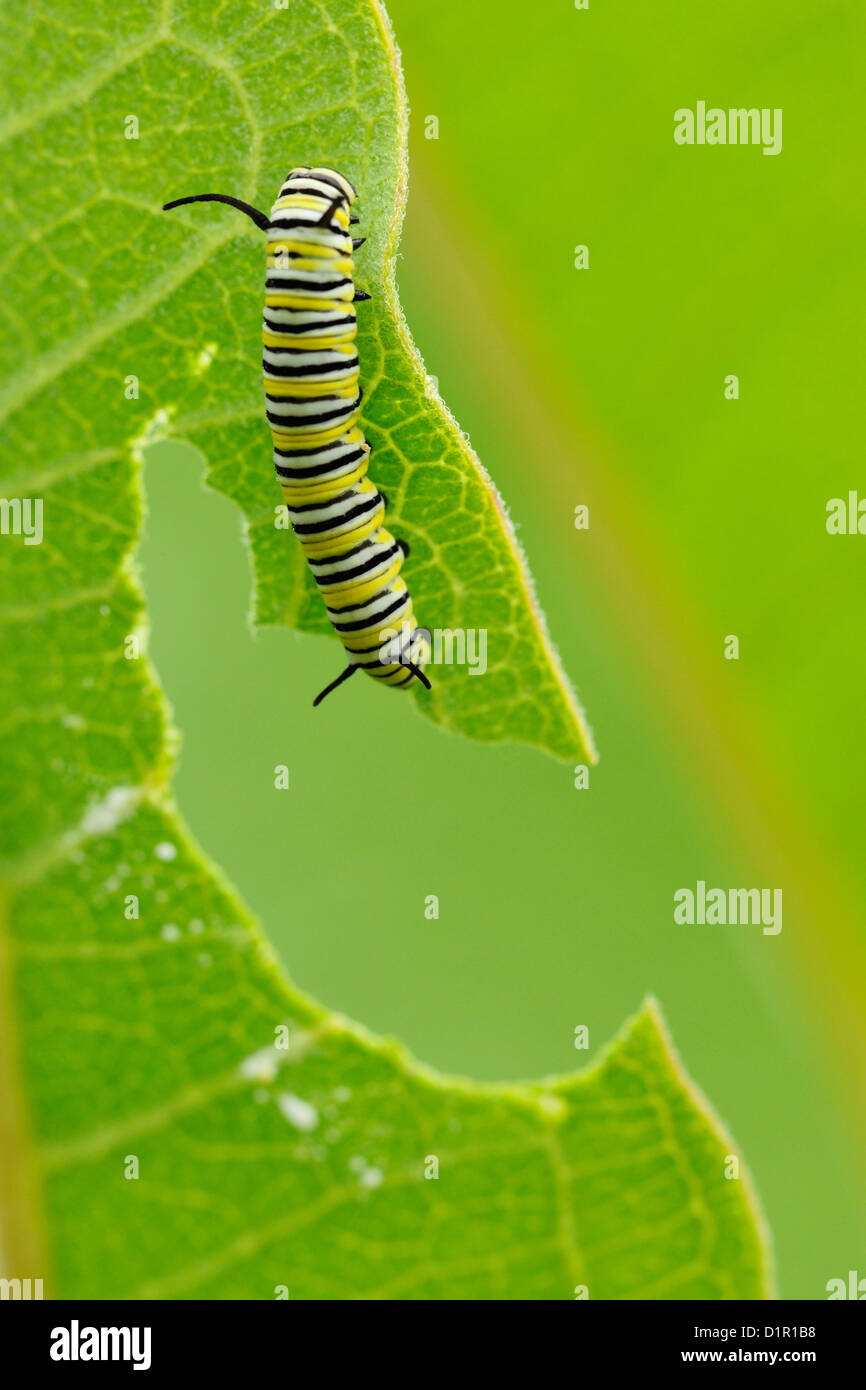 Monarch butterfly (Danaus plexippus) Caterpillar feeding on milkweed, Greater Sudbury , Ontario, Canada Stock Photo