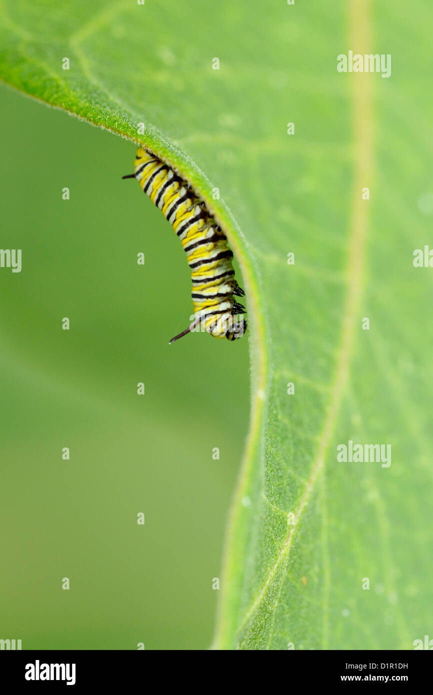 Monarch butterfly (Danaus plexippus) Caterpillar feeding on milkweed, Greater Sudbury , Ontario, Canada Stock Photo