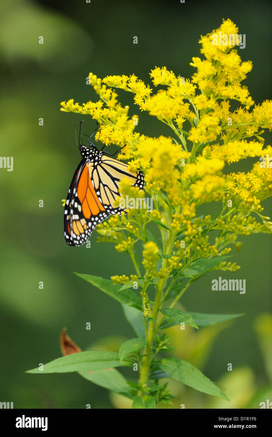 Monarch butterfly (Danaus plexippus) adult nectaring on Canada
