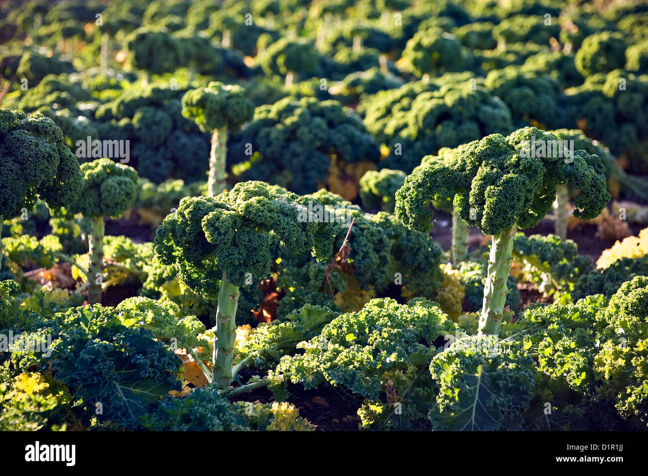 Brassica oleracea (Kale Kapitan) looking like an Amazonian rainforest viewed from the air. Stock Photo