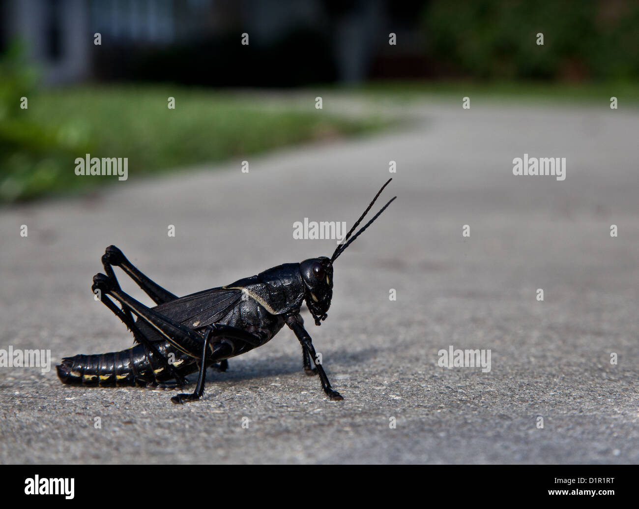 Southeastern Lubber Grasshopper (Romalea guttata), rural Louisiana, USA  Stock Photo - Alamy
