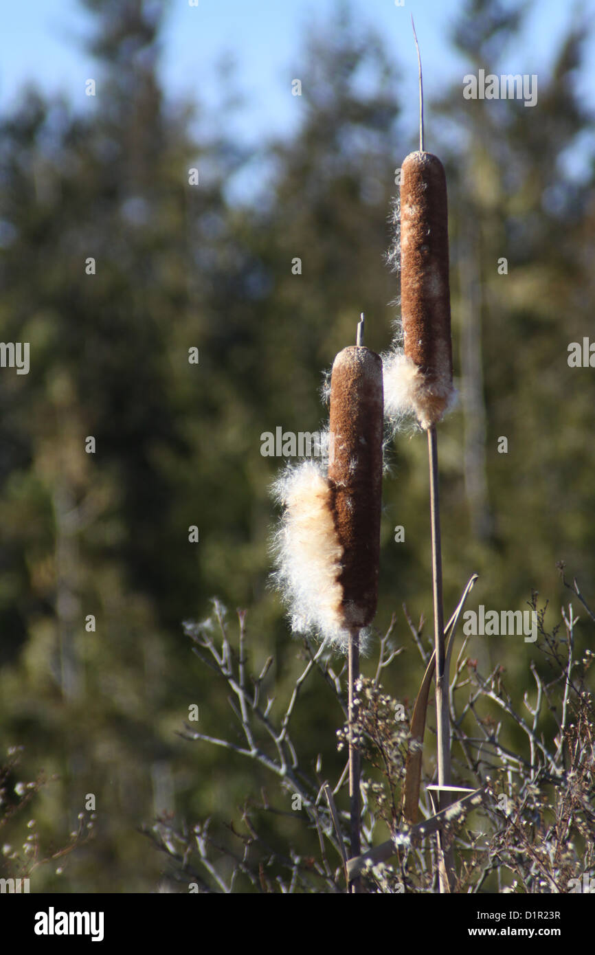 Cattail a flowering plant hi-res stock photography and images - Alamy