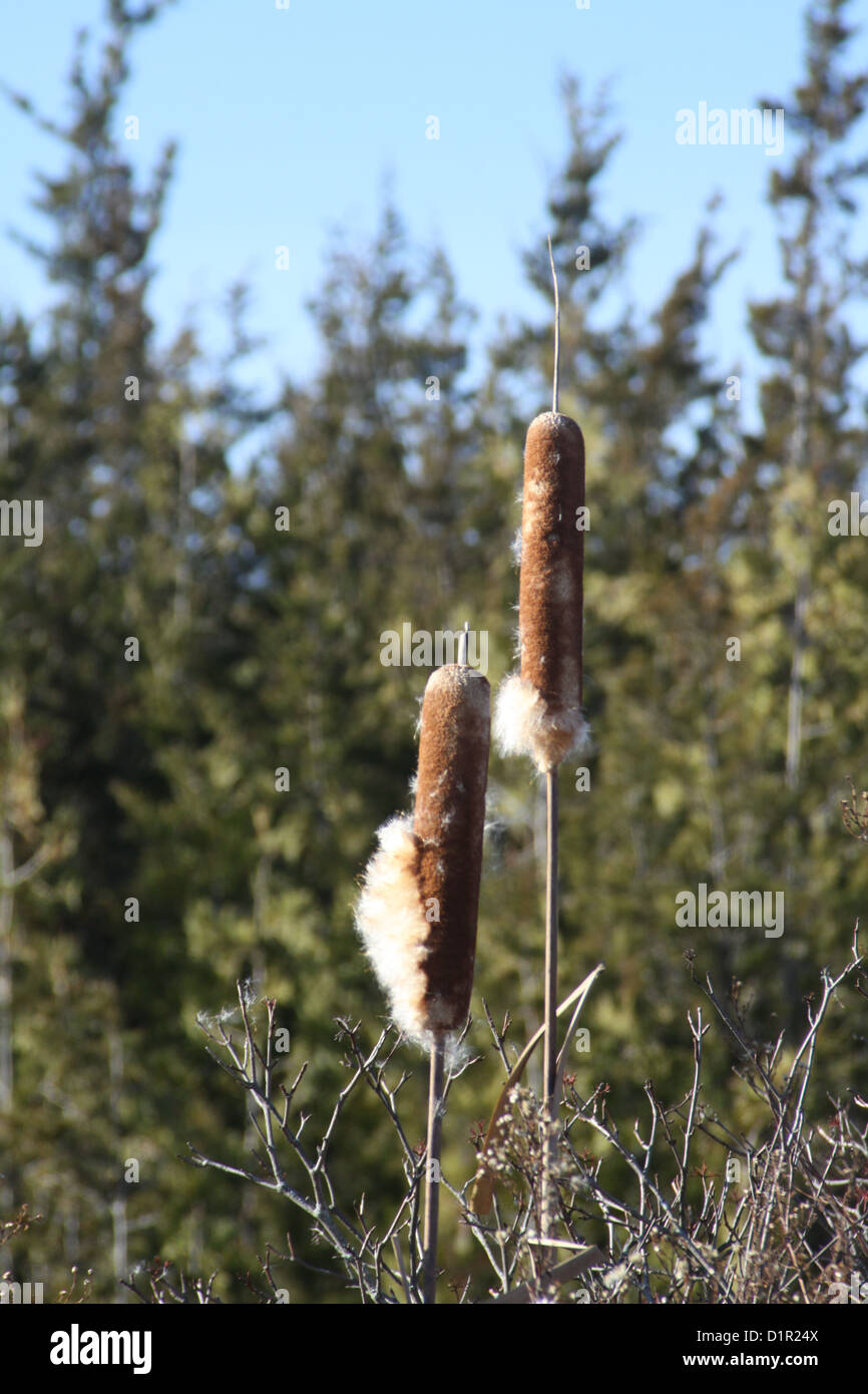 Cattails are wetland plants with a unique flowering spike; one of the