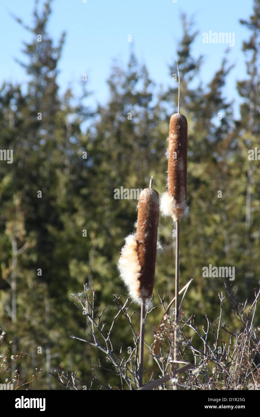 Cattails are wetland plants with a unique flowering spike; one of the ...