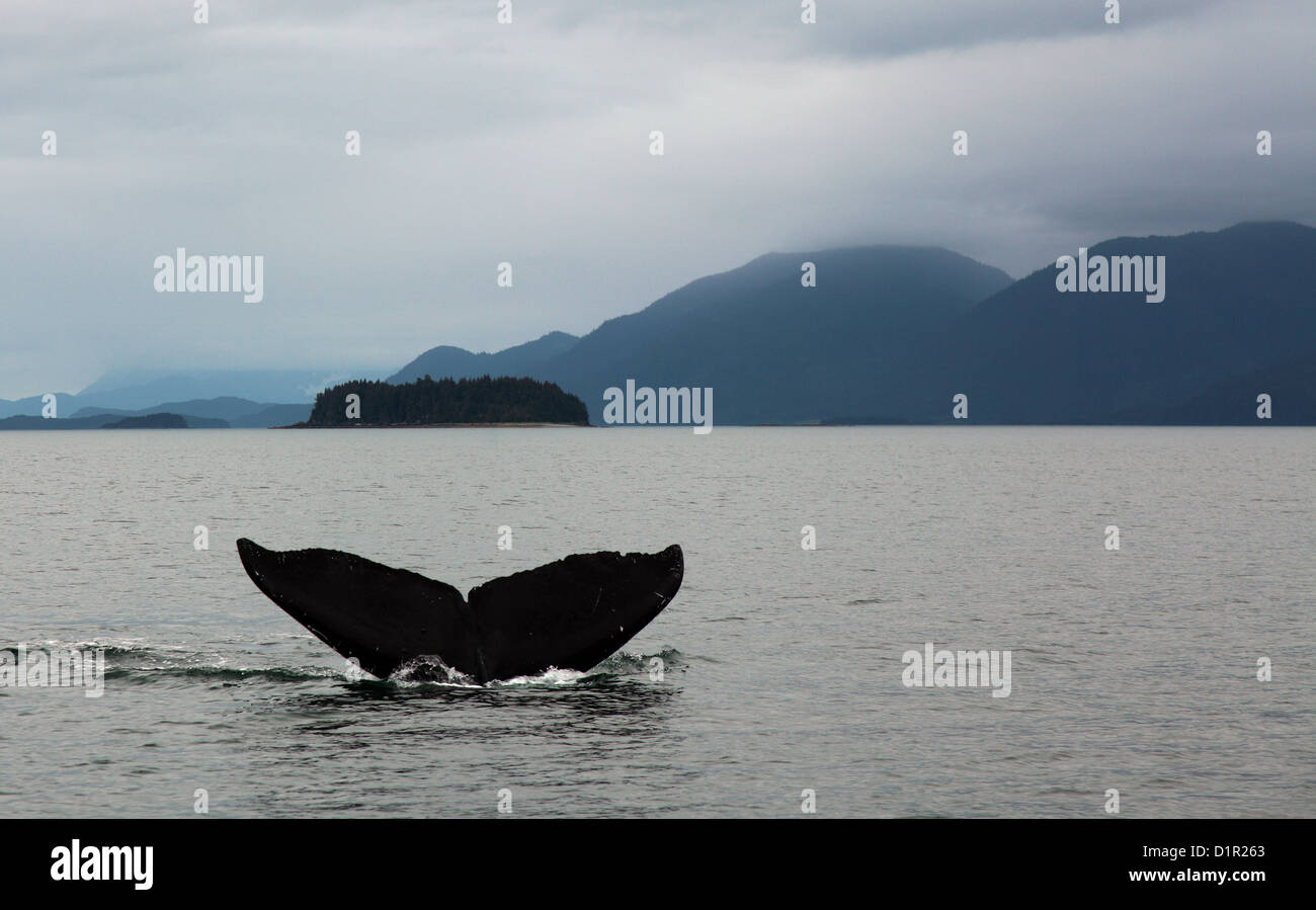 humpback whale diving in Auke  Bay, Alaska with tail showing Stock Photo