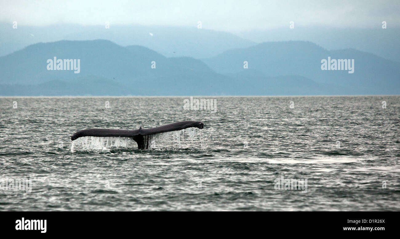 humpback whale diving in Auke  Bay, Alaska with tail showing Stock Photo