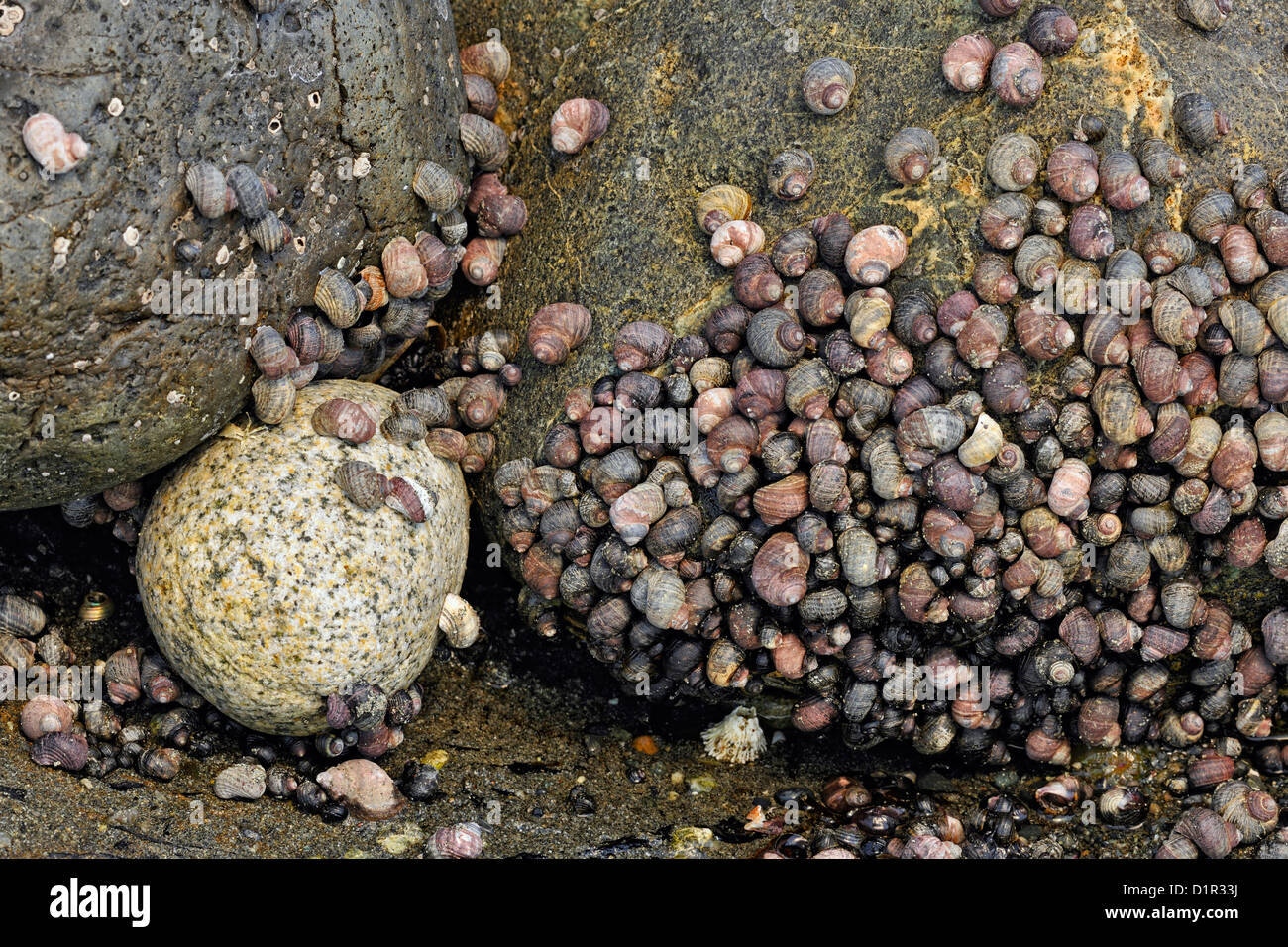 Northern striped dogwinkle (Nucella ostrina) clinging to rocks in the splash zone at low tide, Whiffen Spit (Sooke), BC, Canada Stock Photo