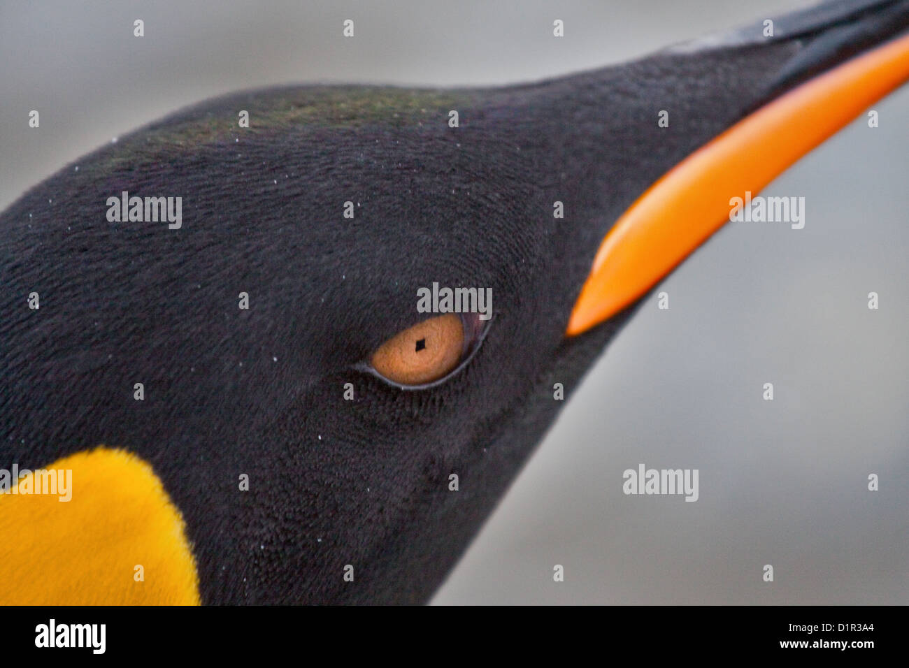 King Penguin (aptenodytes patagonicus), St Andrews Bay, South Georgia Stock Photo
