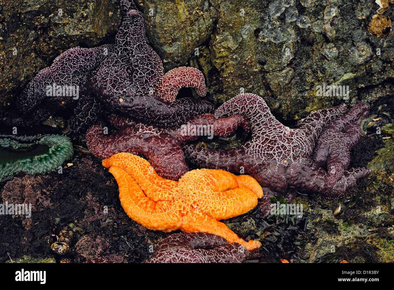 Ochre sea stars (Pisaster ochraceus) at low tide, Hope Island, Vancouver Is., British Columbia, Canada Stock Photo