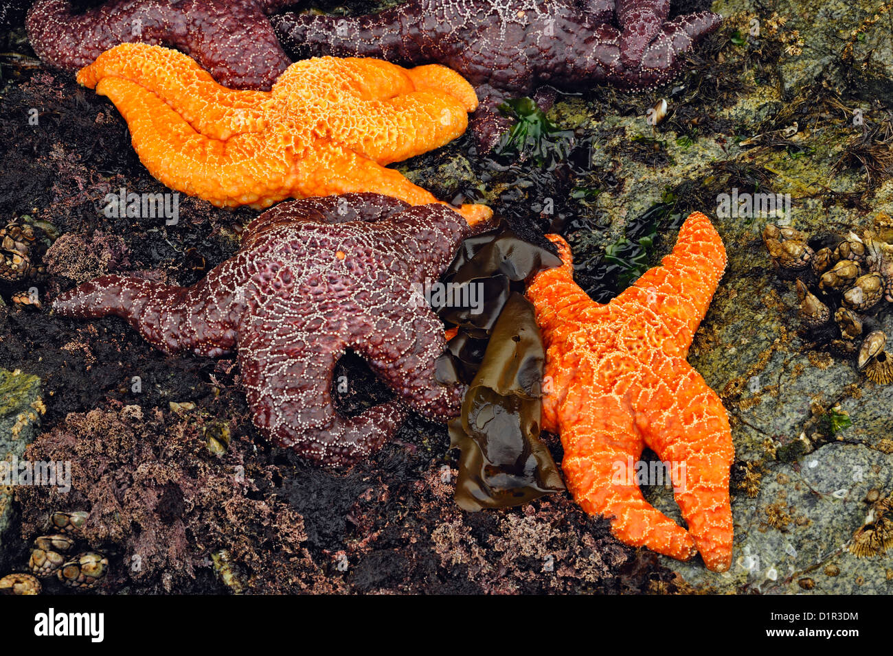 Ochre sea stars (Pisaster ochraceus) at low tide, Hope Island, Vancouver Is., British Columbia, Canada Stock Photo