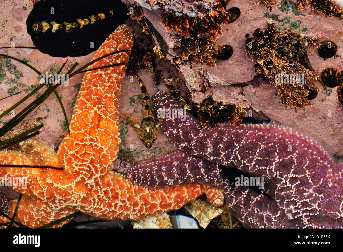 Ochre sea stars (Pisaster ochraceus) chiton and Tidepool sculpin (Oligocottus maculosus) at low tide, Hope Island, Vancouver Is. Stock Photo