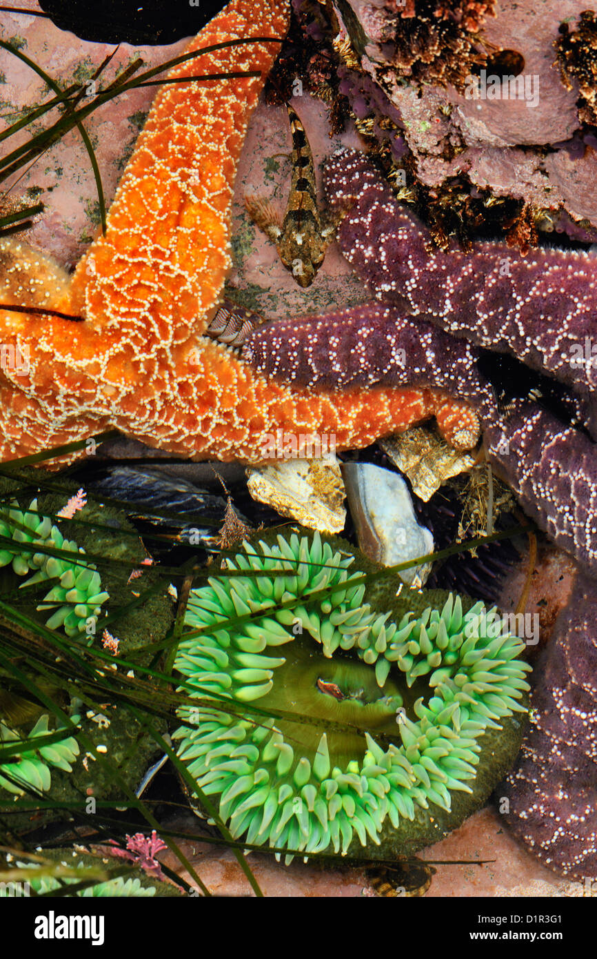 Ochre sea stars Tidepool sculpins Giant Green Anemone low tide Hope Island Vancouver Is., British Columbia, Canada Stock Photo