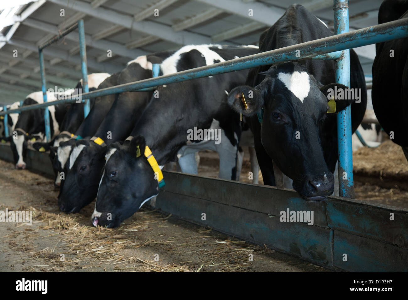 Cows feeding in large cowshed on a farm Stock Photo