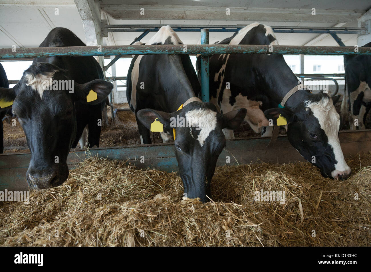 Cows feeding in large cowshed on a farm Stock Photo