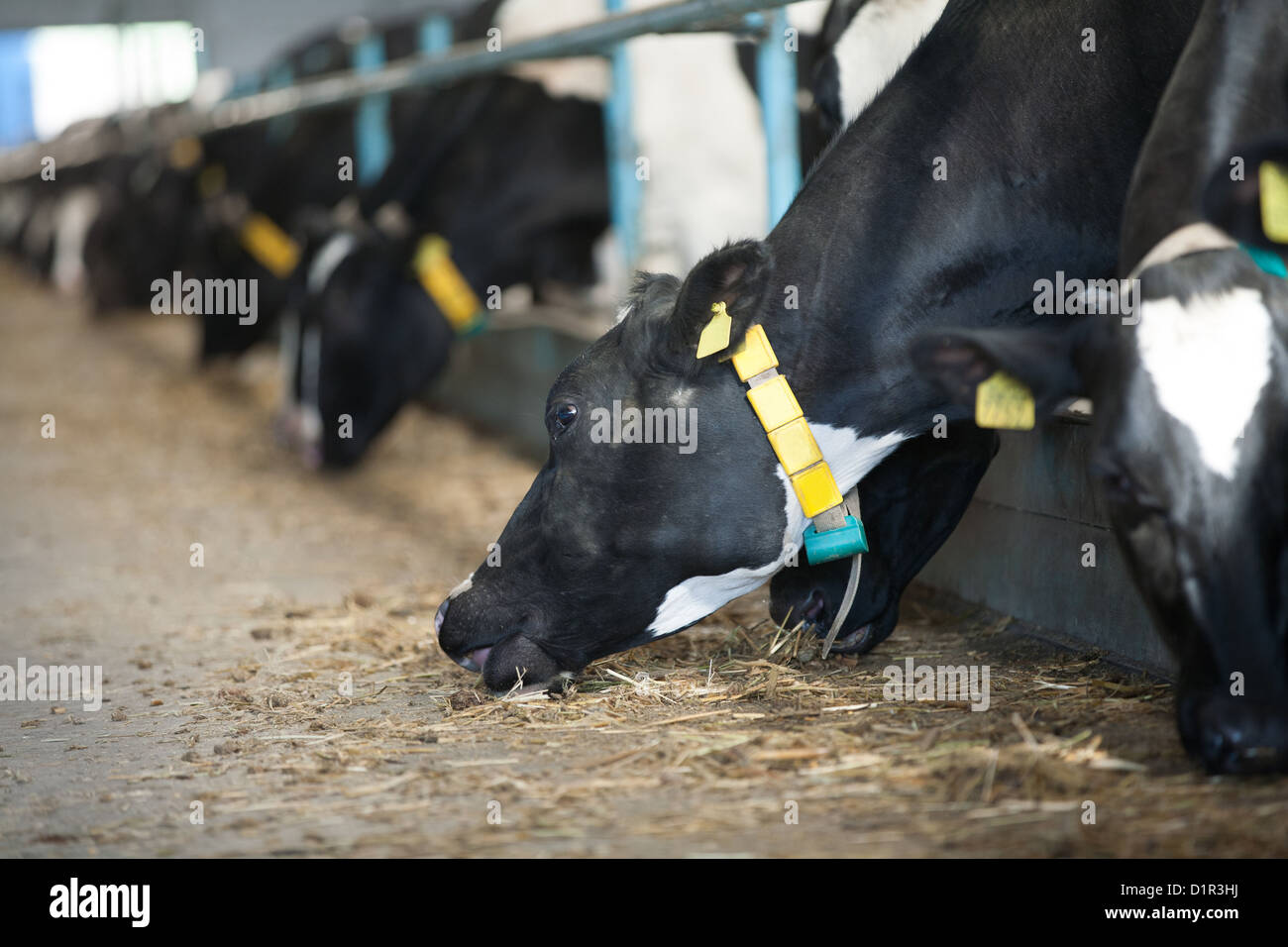 Cows feeding in large cowshed on a farm Stock Photo