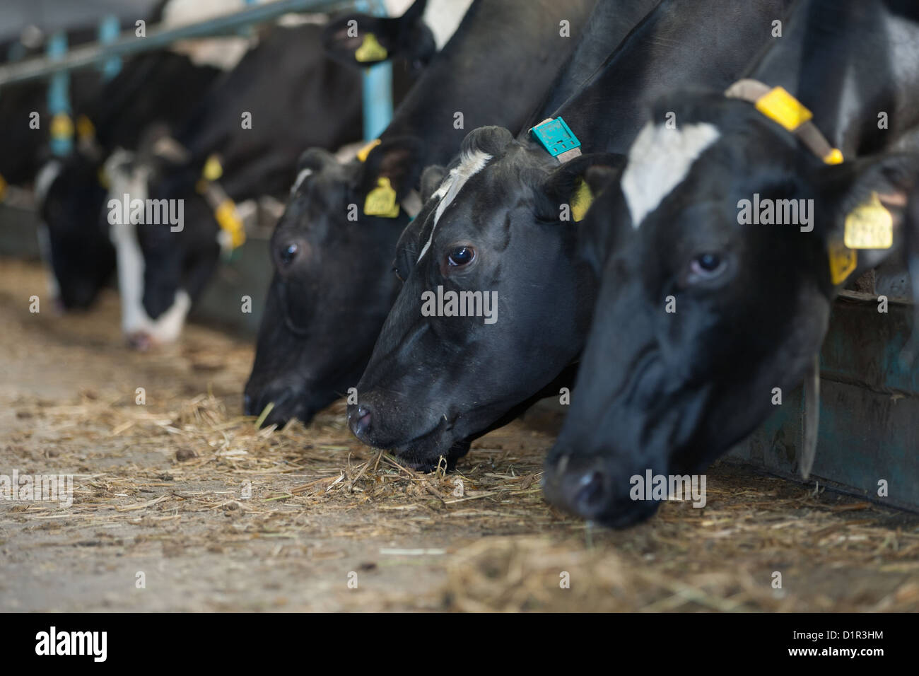 Cows feeding in large cowshed on a farm Stock Photo