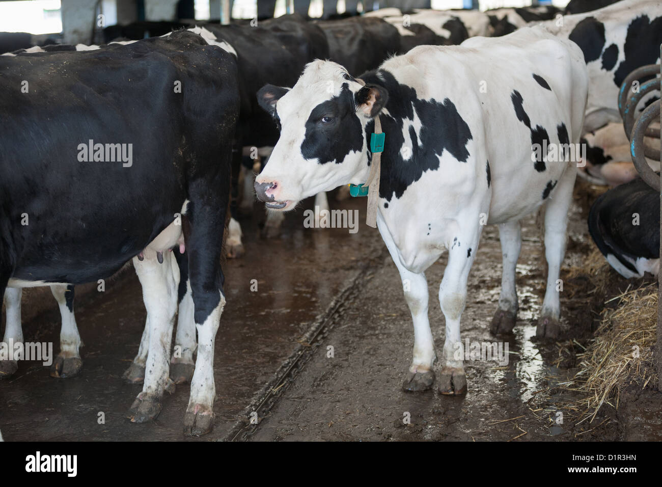 Cows in large cowshed on a farm Stock Photo