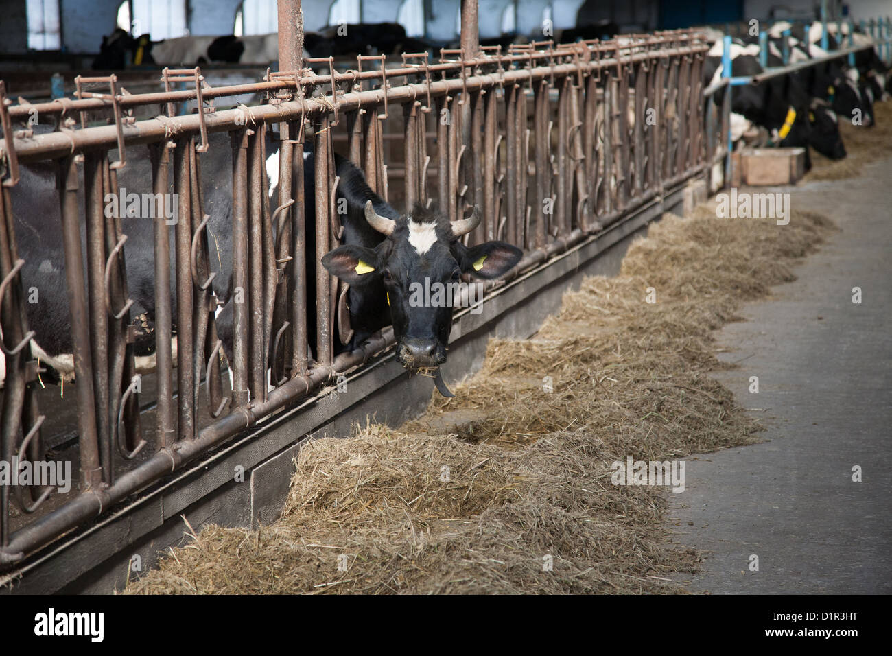 Cow feeding in large cowshed on a farm Stock Photo