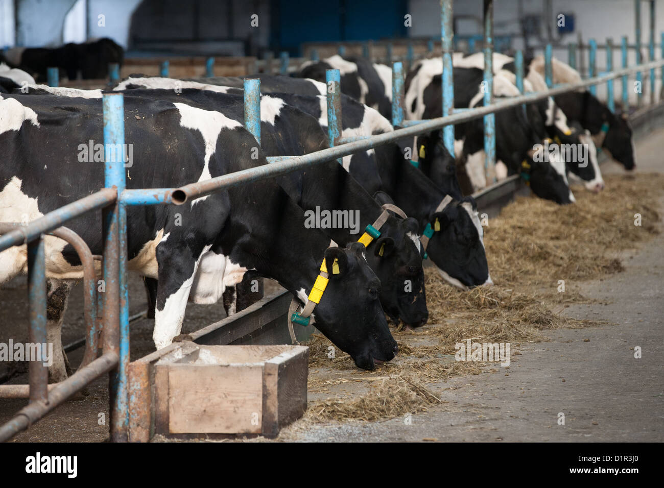 Cows feeding in large cowshed on a farm Stock Photo