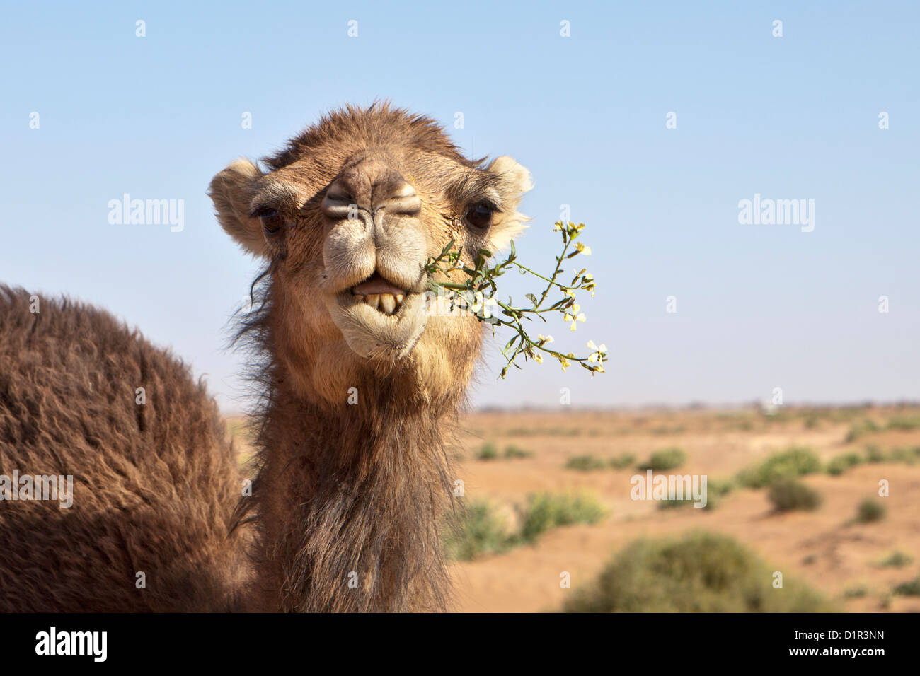 Morocco, M'Hamid, Erg Chigaga. Sahara desert. Camel eating flowering bush. Stock Photo